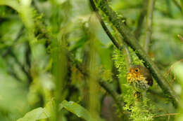 Image of Ochre-breasted Antpitta