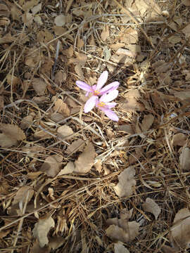 Слика од Colchicum troodi Kotschy