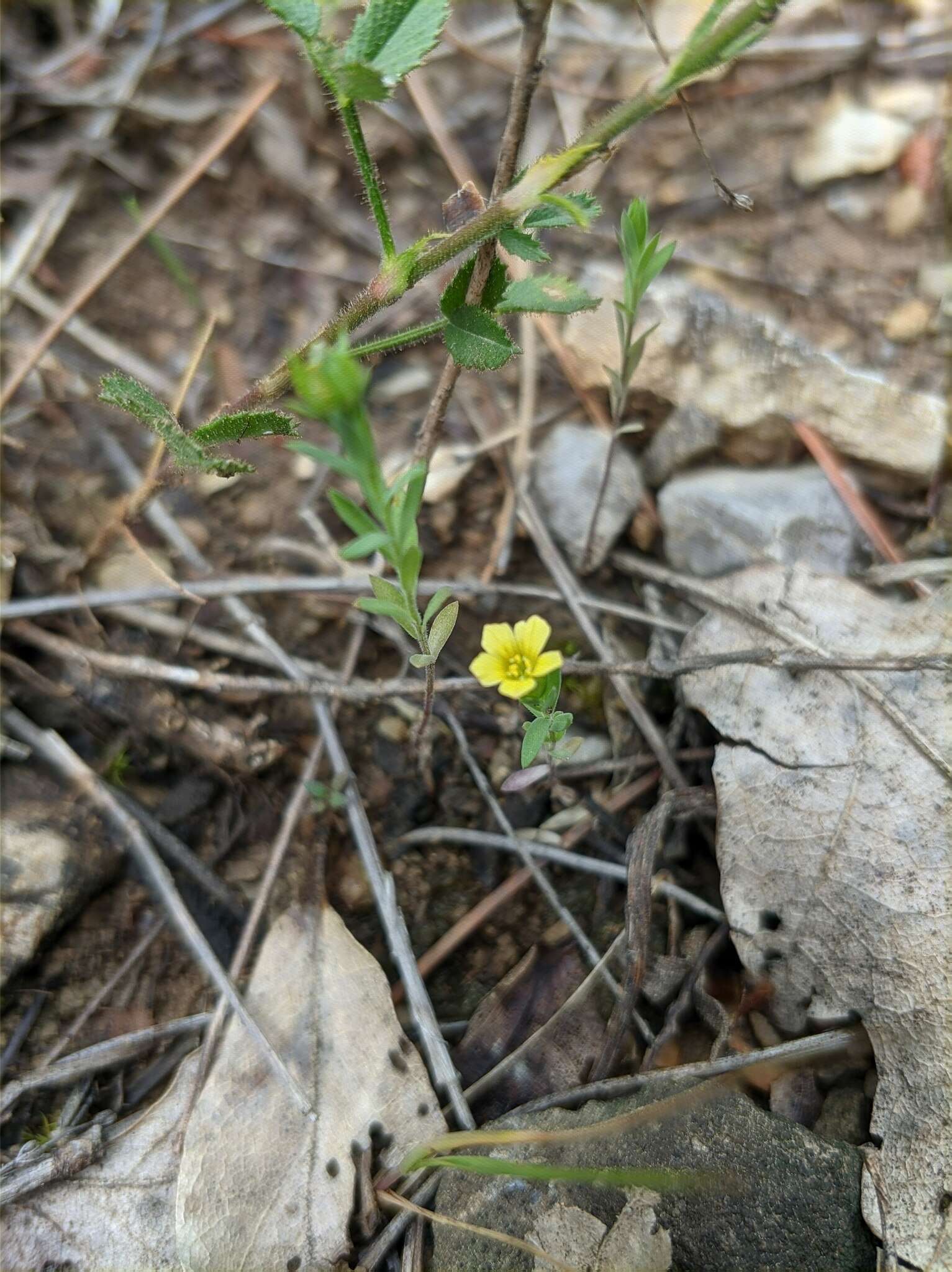 Linum corymbulosum Rchb. resmi