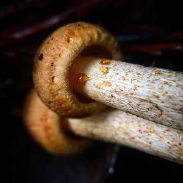 Image of Tricholoma aurantio-olivaceum A. H. Sm. 1944