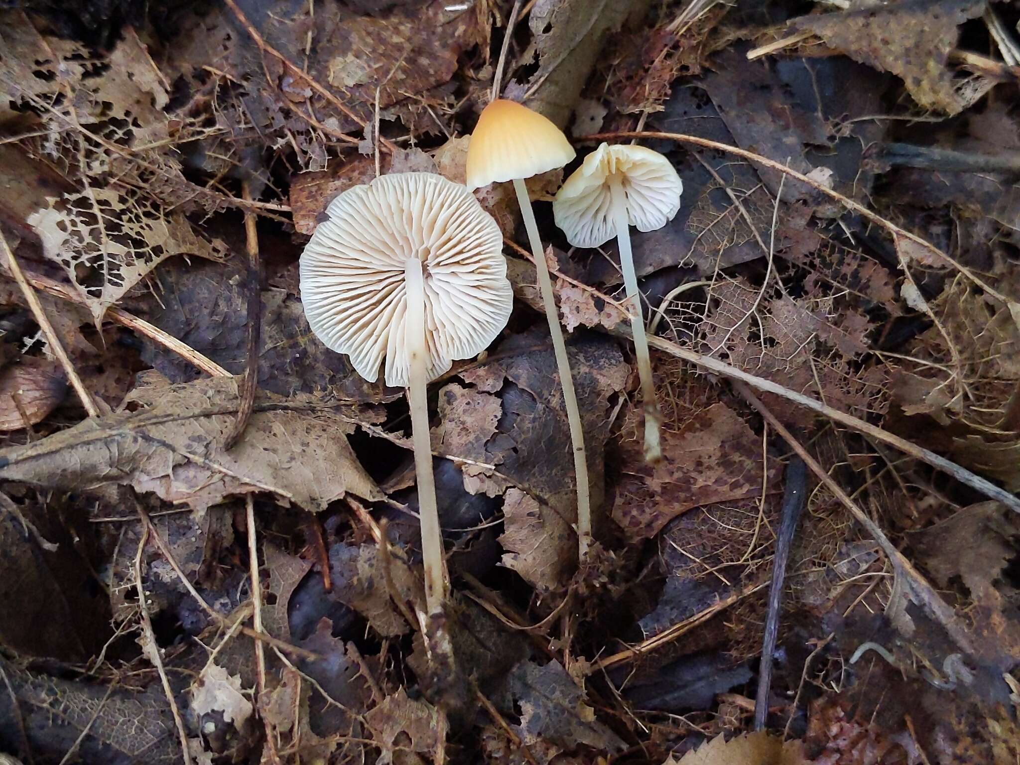 Image of Atheniella leptophylla (Peck) Gminder & T. Böhning 2016