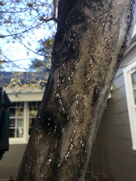 Image of Crapemyrtle bark scale