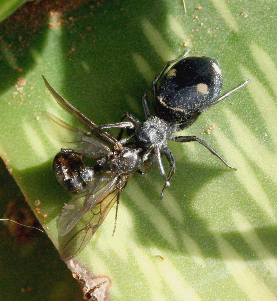 Image of Mexcala quadrimaculata (Lawrence 1942)