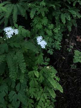 Image of Willamette false rue anemone