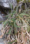 Image of Scabiosa vestina Facc. ex Koch