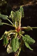 Imagem de Eriogonum nudum var. decurrens (S. Stokes) M. L. Bowerman