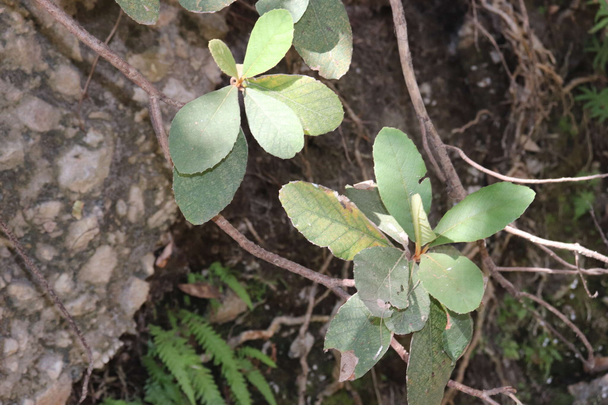 Image of Clethra rosei Britton