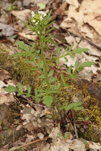 Image of Pennsylvania bittercress