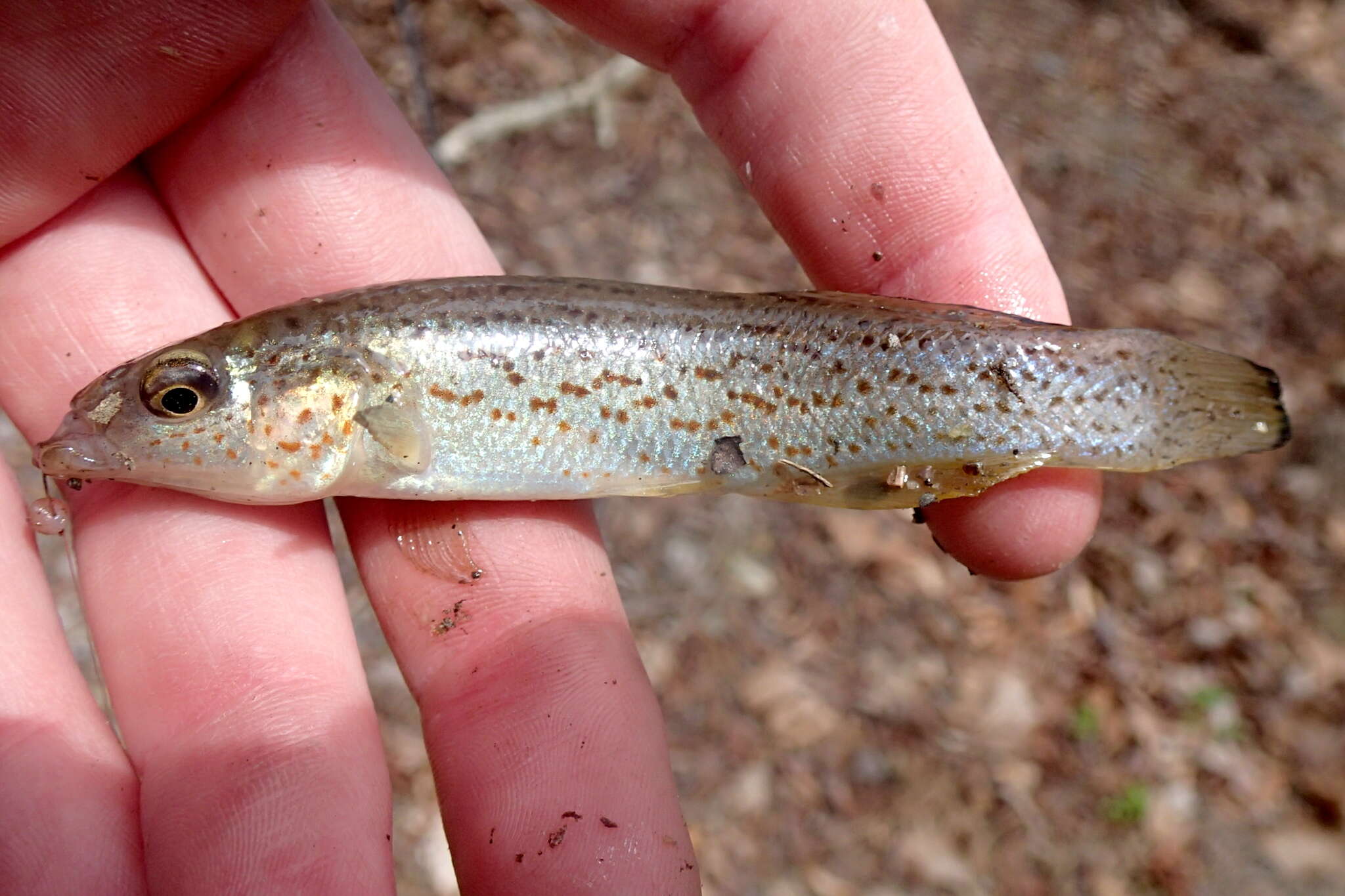 Слика од Fundulus stellifer (Jordan 1877)