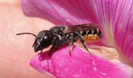 Image of Megachile angelarum Cockerell 1902