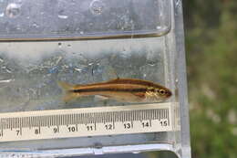 Image of Finescale dace