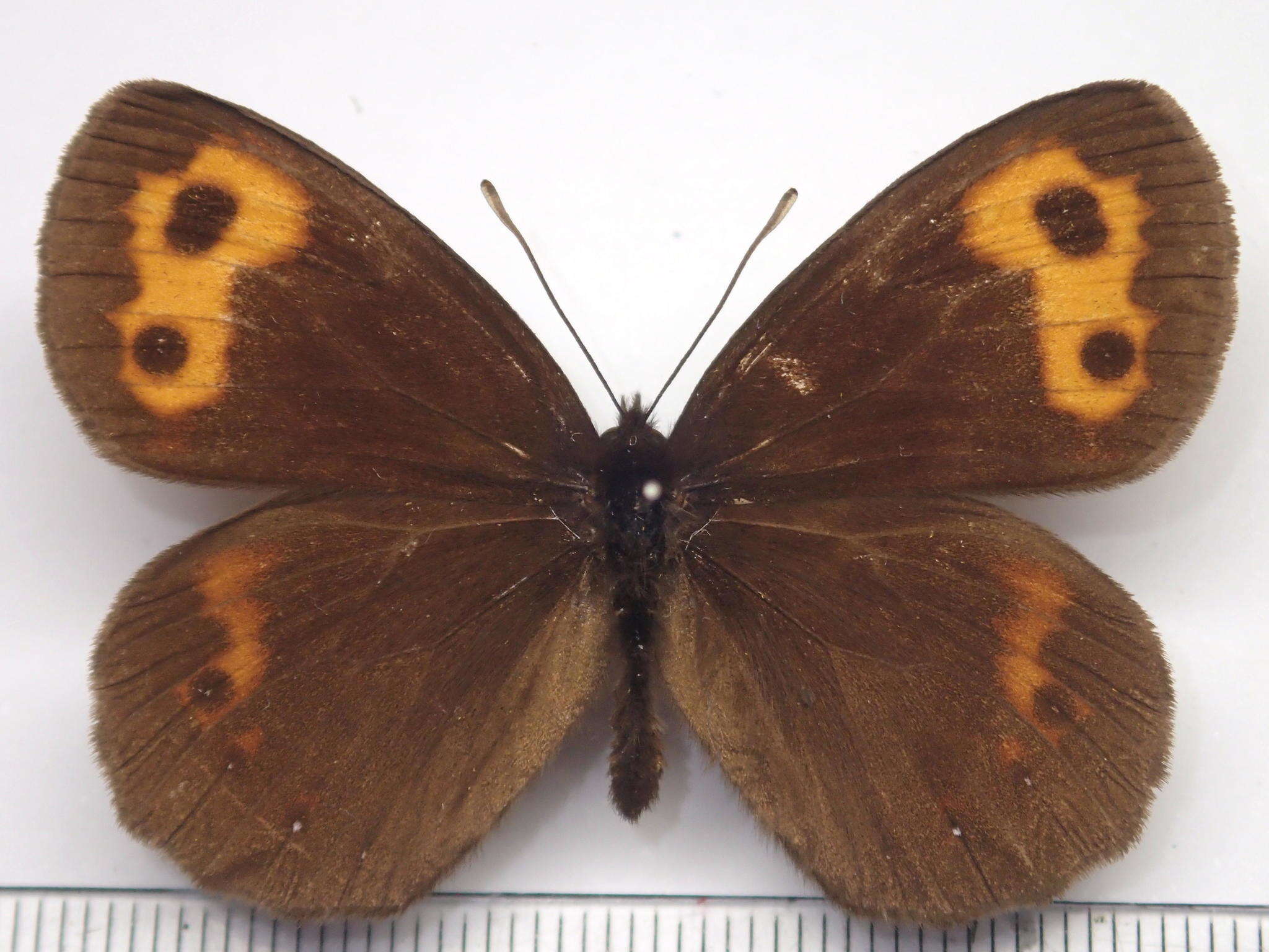 Image of Erebia niphonica Janson 1877