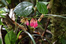 Image of Psammisia ramiflora Klotzsch