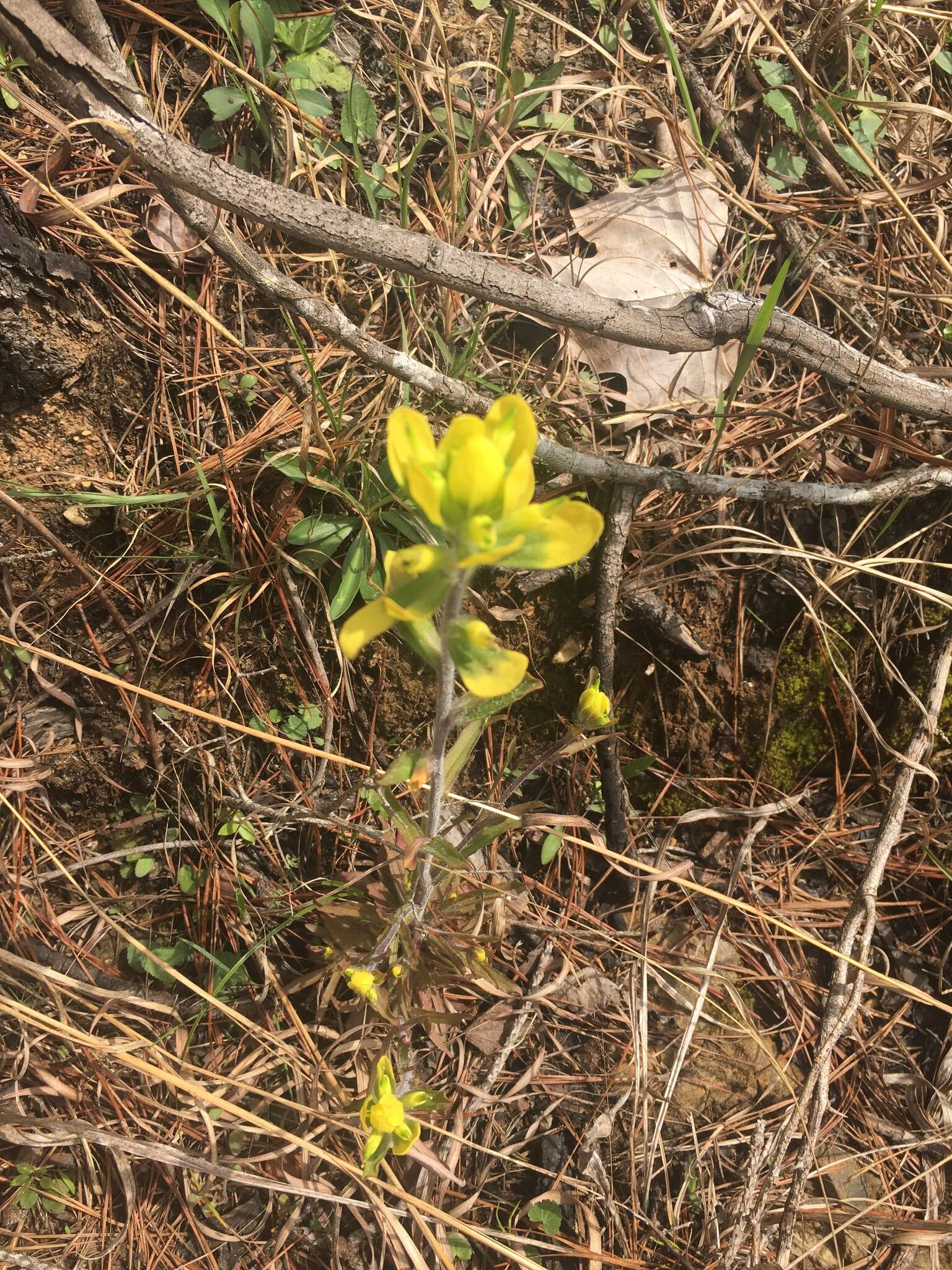 Слика од Castilleja kraliana J. R. Allison