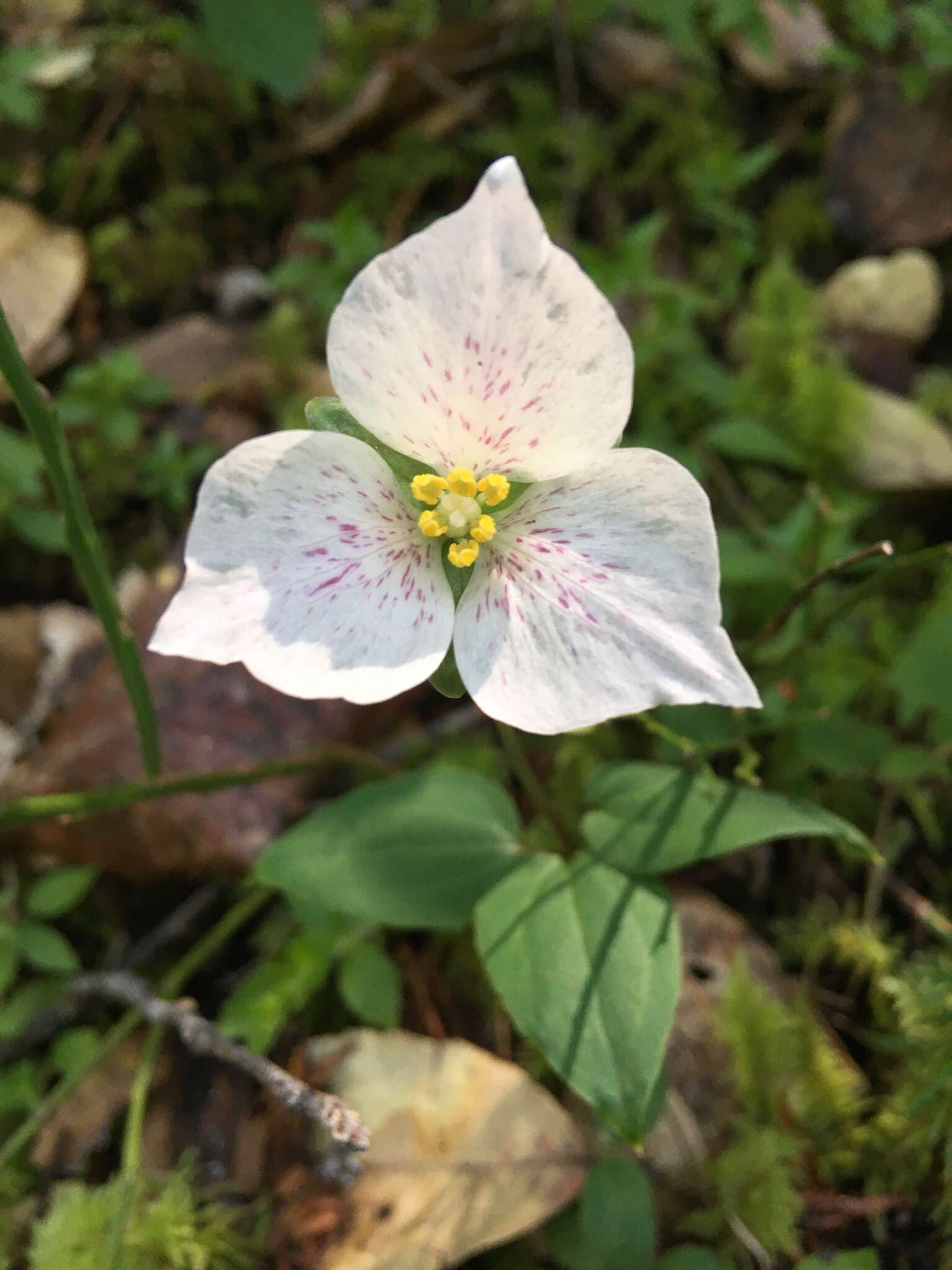 Image of Pseudotrillium