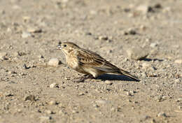 Image of Chestnut-collared Longspur