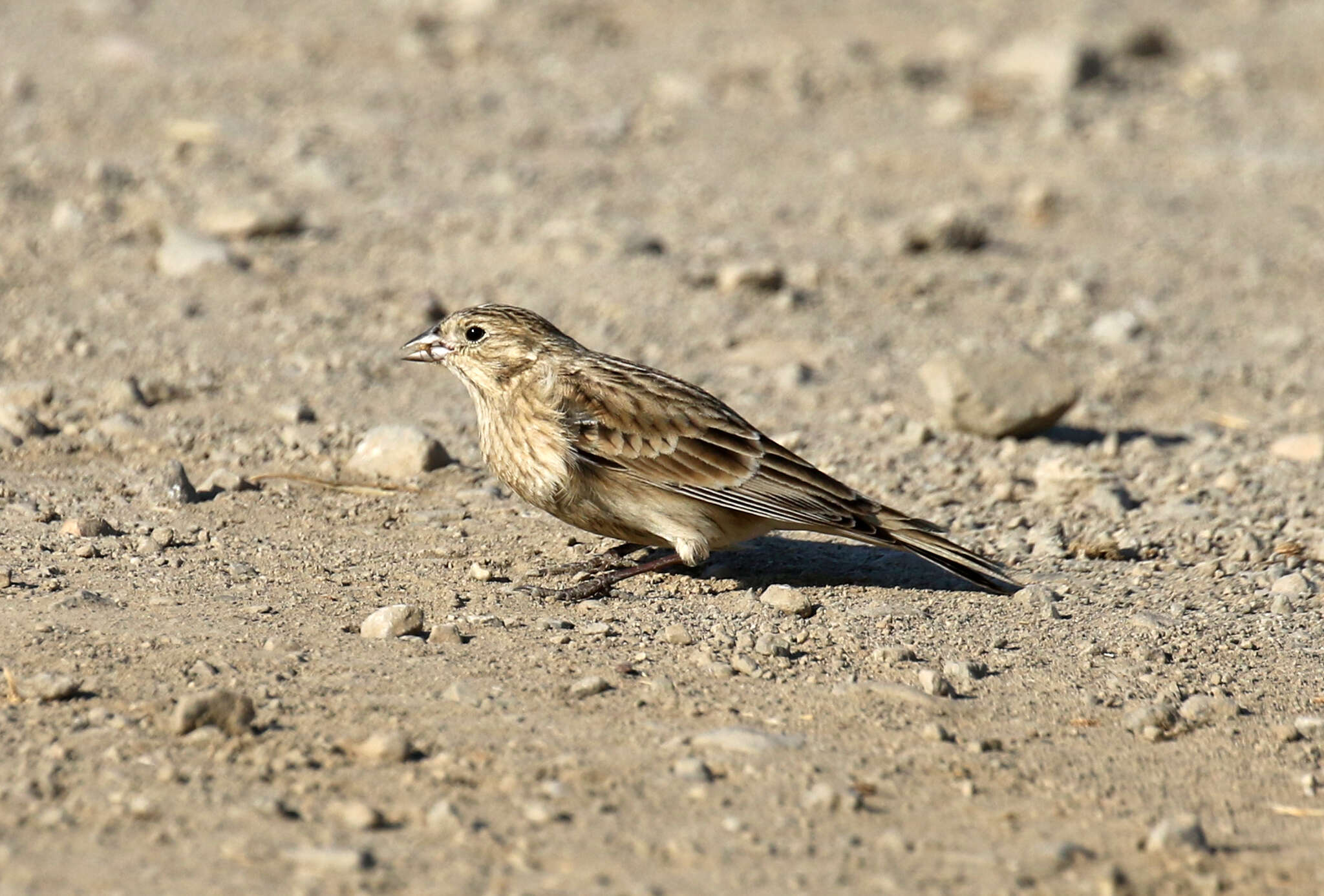 Image of Chestnut-collared Longspur