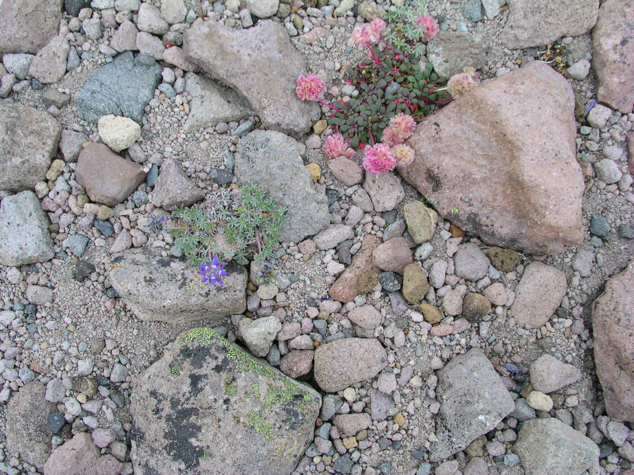 Image of Lupinus sellulus var. lobbii (S. Watson) B. J. Cox