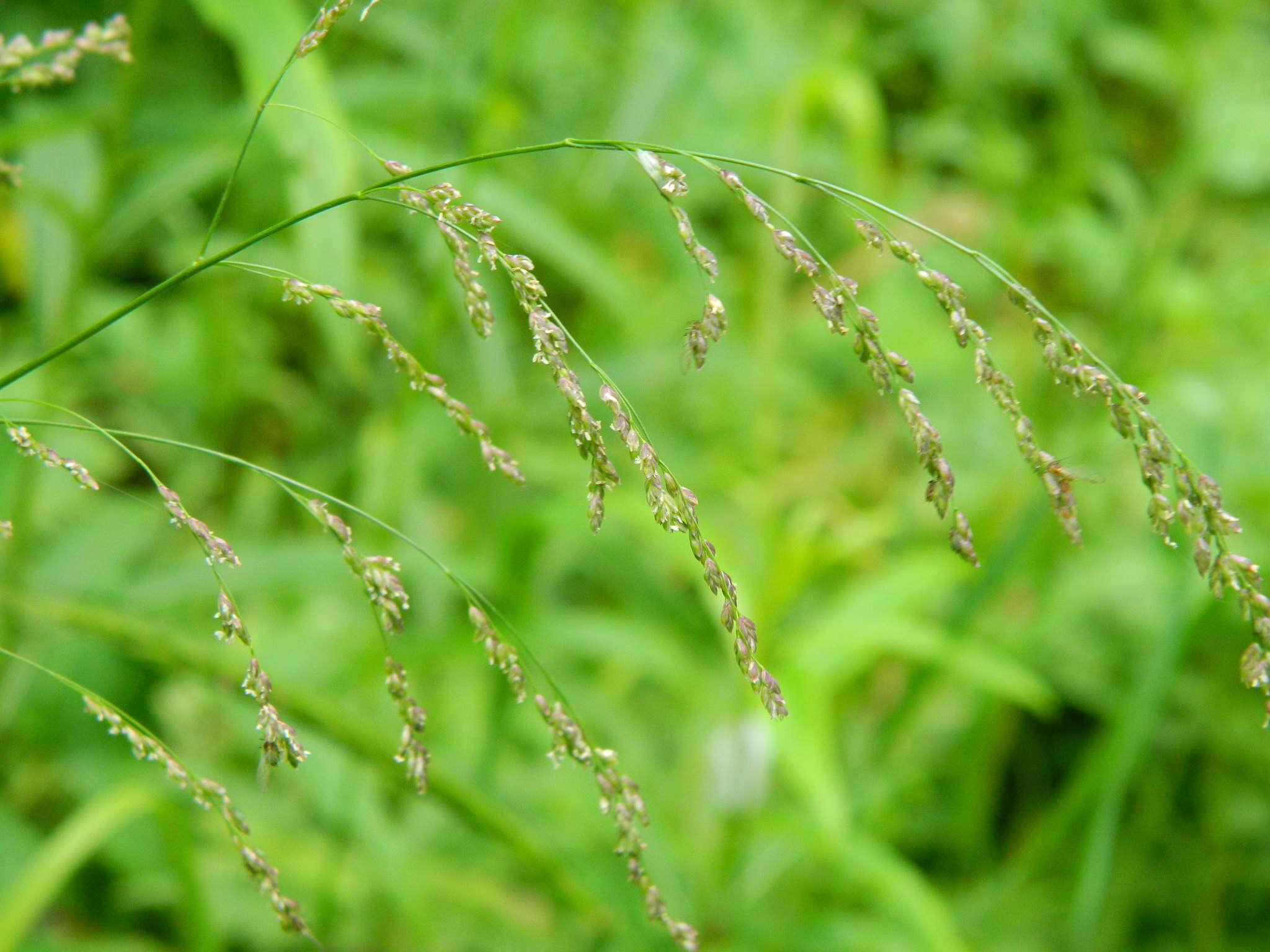 Image of Tall Manna Grass