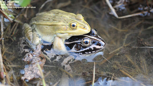 Sivun Pelophylax nigromaculatus (Hallowell 1861) kuva