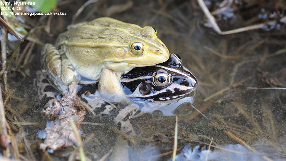 Image of Black-spotted frog