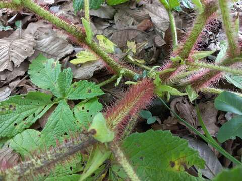 Cyphostemma vanmeelii (Lawalrée) Wild & Drumm. resmi