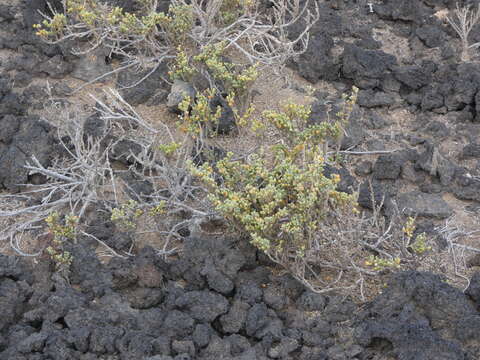 Image of Tetraena fontanesii (Webb & Berthel.) Beier & Thulin