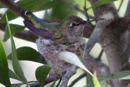 Image of Calypte Gould 1856