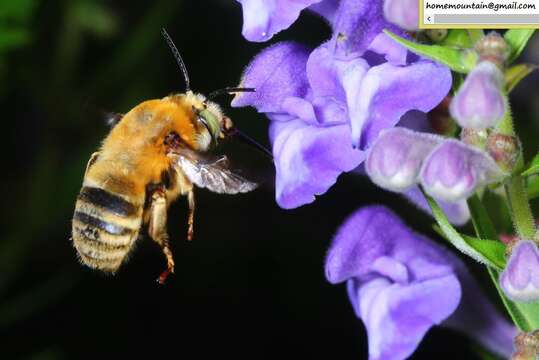 Image of Anthophora deserticola Morawitz 1873