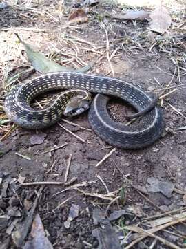 Image of Thamnophis conanti Rossman & Burbrink 2005