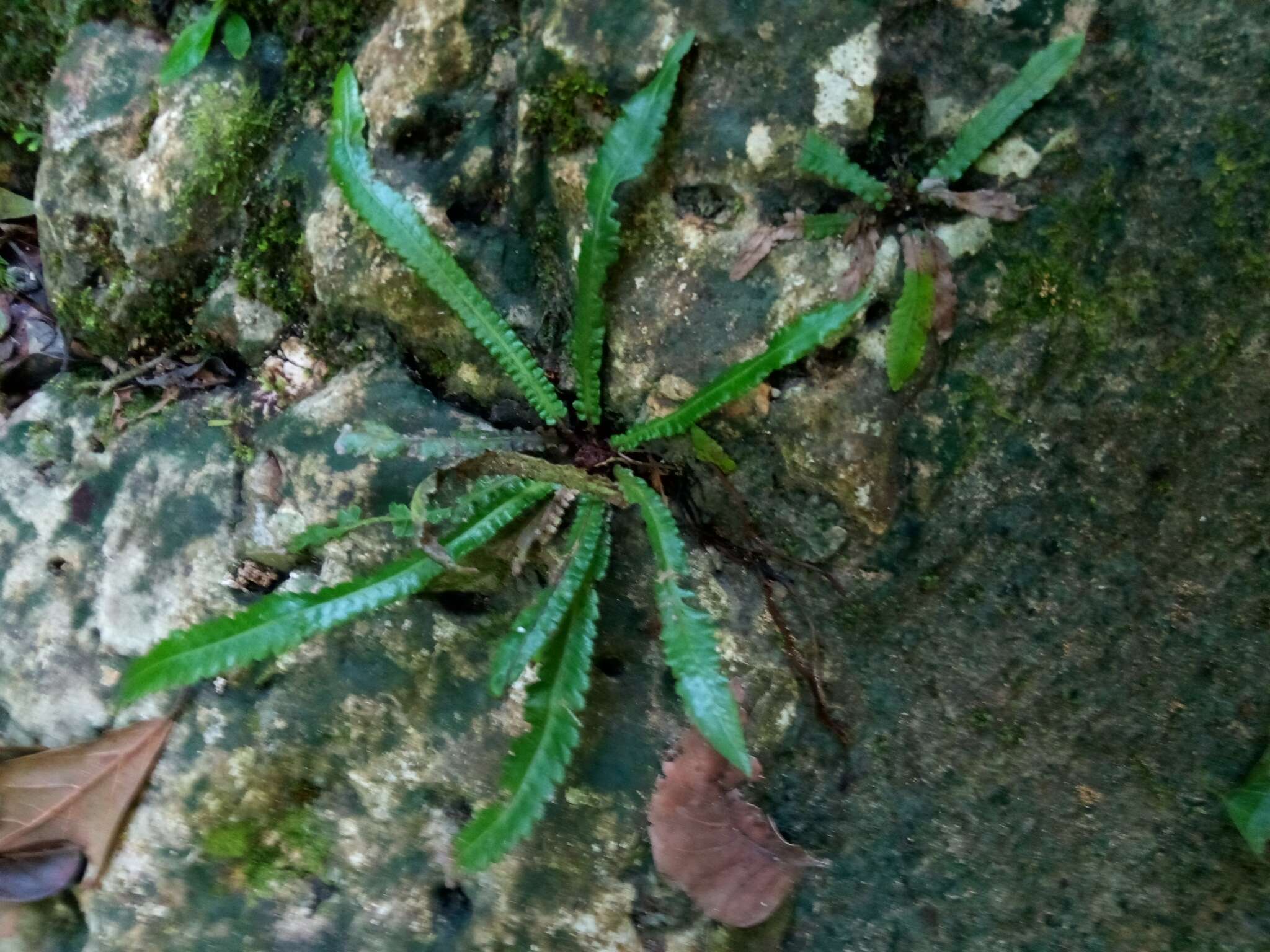 Image of Goniopteris incisa (Sw.) C. Presl