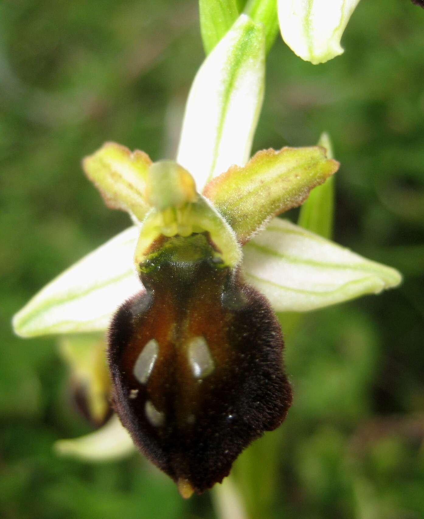 Image of Ophrys morisii (Martelli) G. Keller & Soó