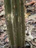 Imagem de Pilosocereus robinii (Lem.) Byles & G. D. Rowley