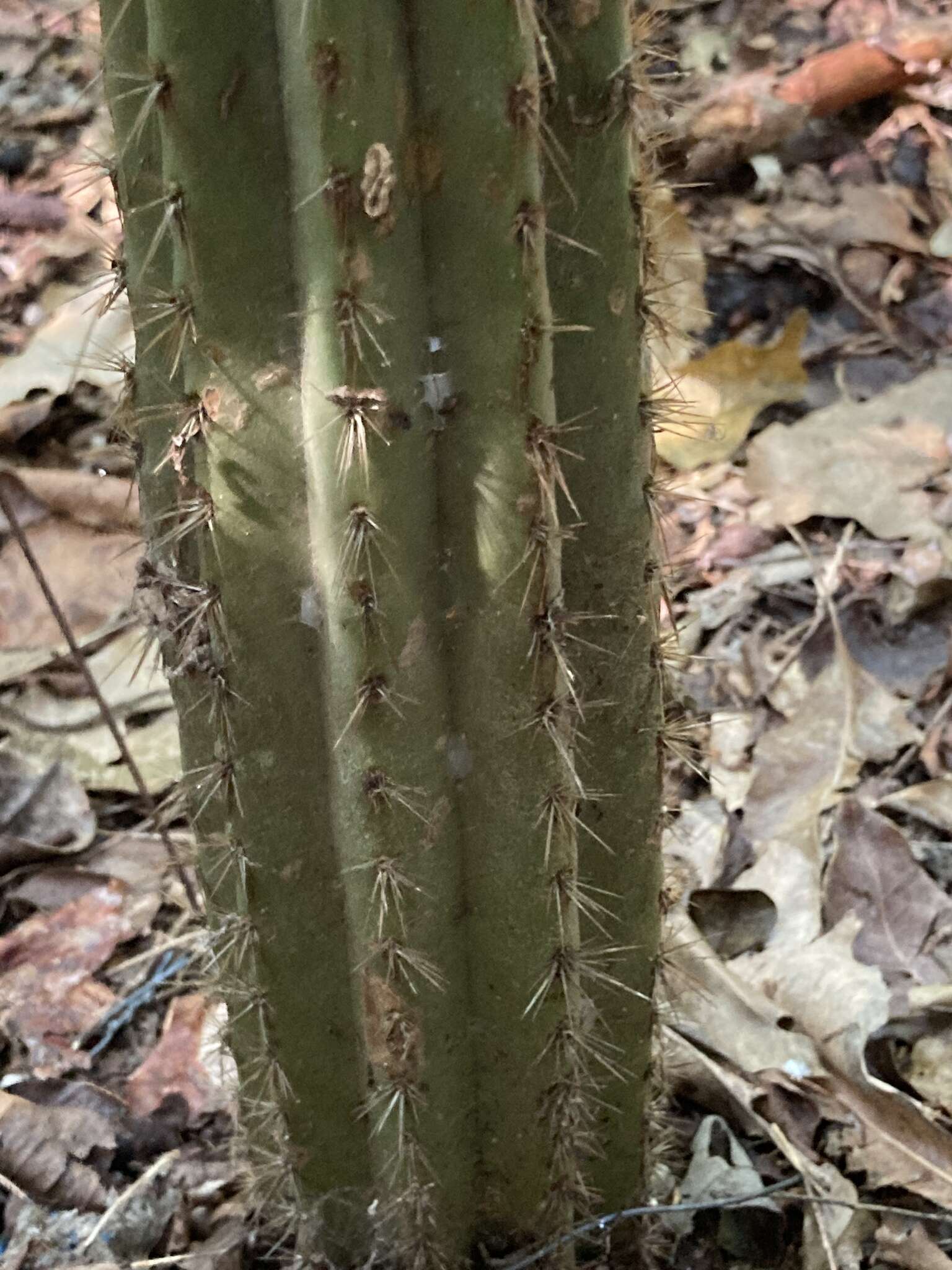 Imagem de Pilosocereus robinii (Lem.) Byles & G. D. Rowley