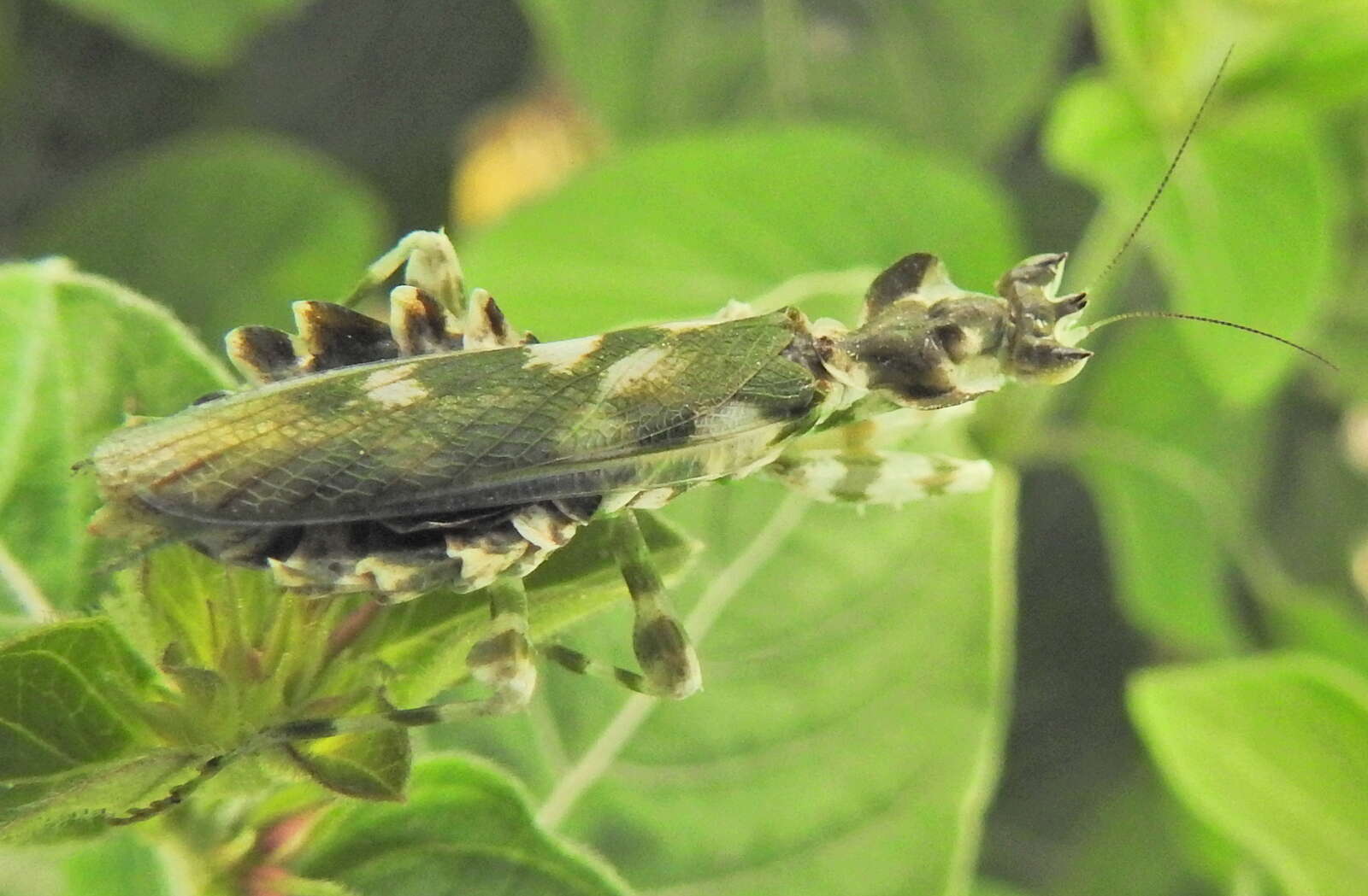 Plancia ëd Harpagomantis tricolor Linne 1758