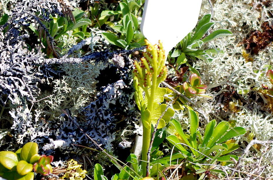 Image of northern moonwort