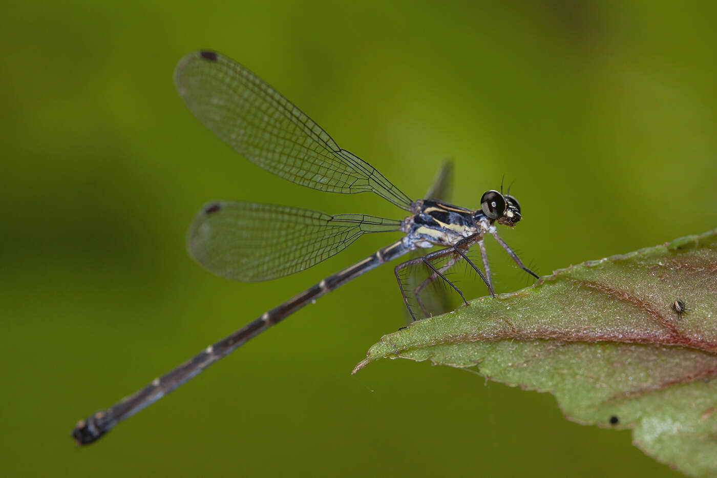 Image de Hypolestes hatuey Torres-Cambas 2015