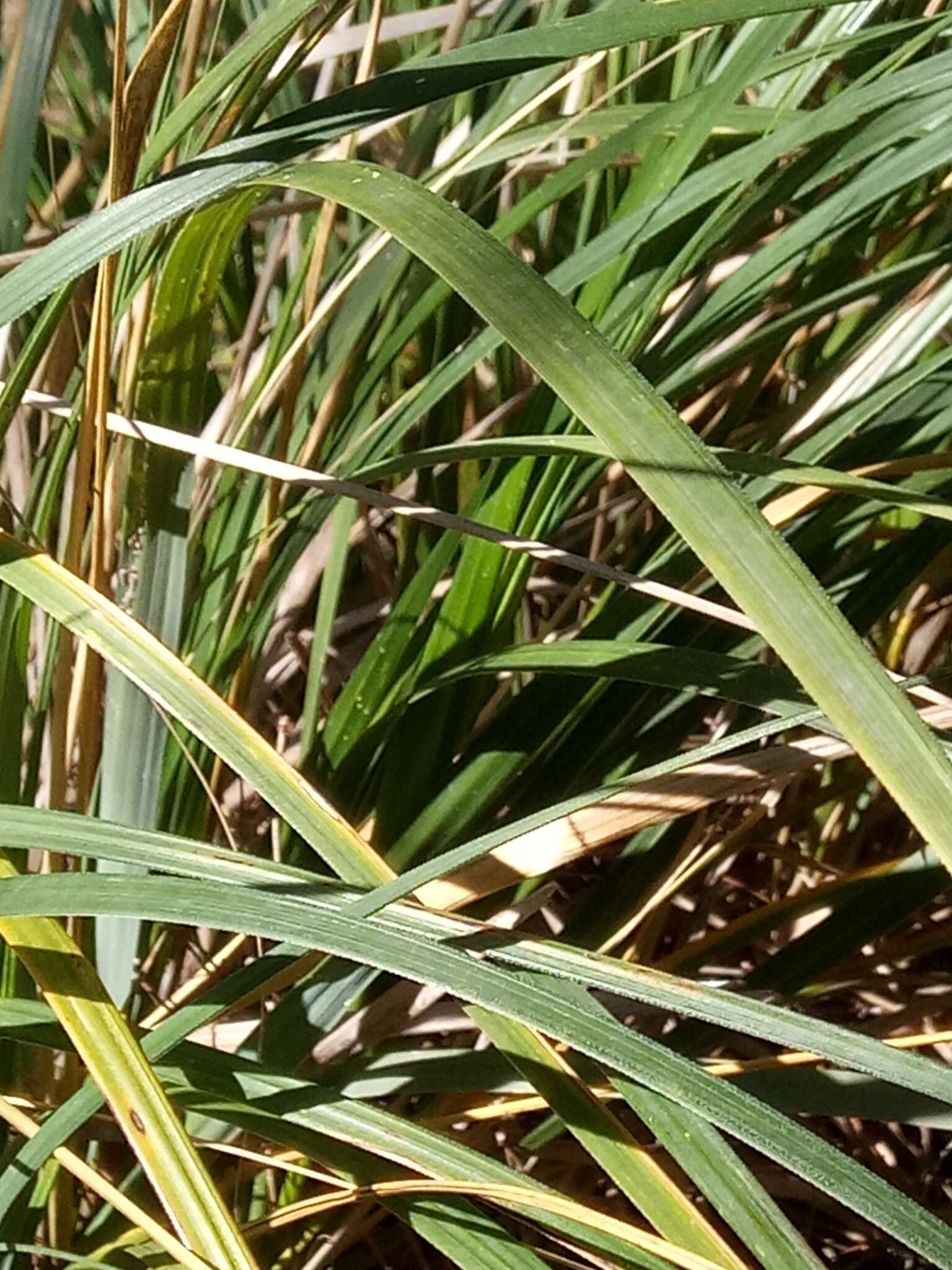 Image of Mauritanian grass