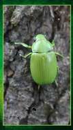 Sivun Chrysina psittacina (Sturm 1843) kuva