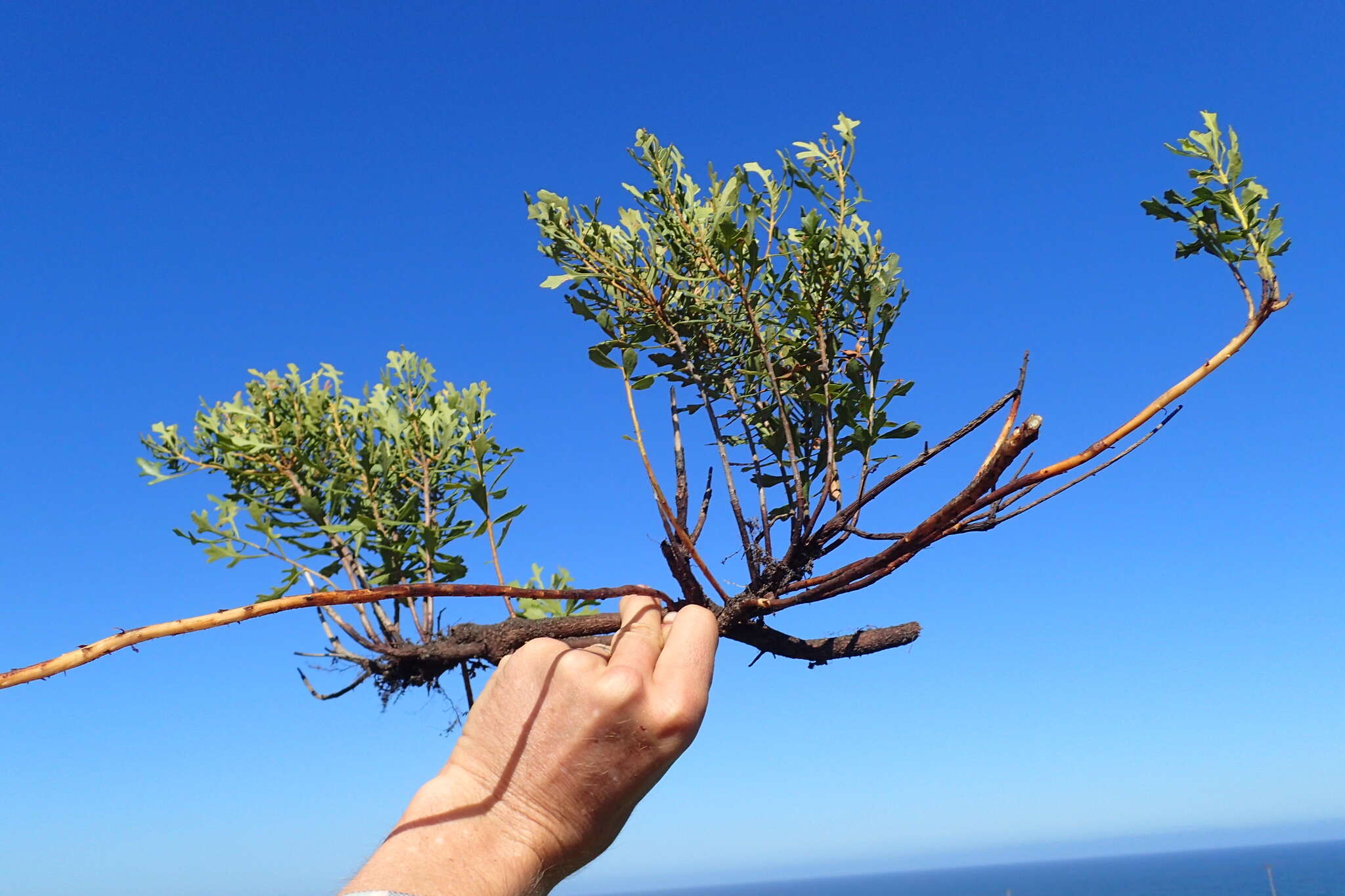 Image of Morella quercifolia (L.) D. J. B. Killick