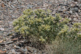 Image of shinyleaf sandpaper plant