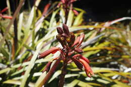 Image of Tasmanian Christmas Bell