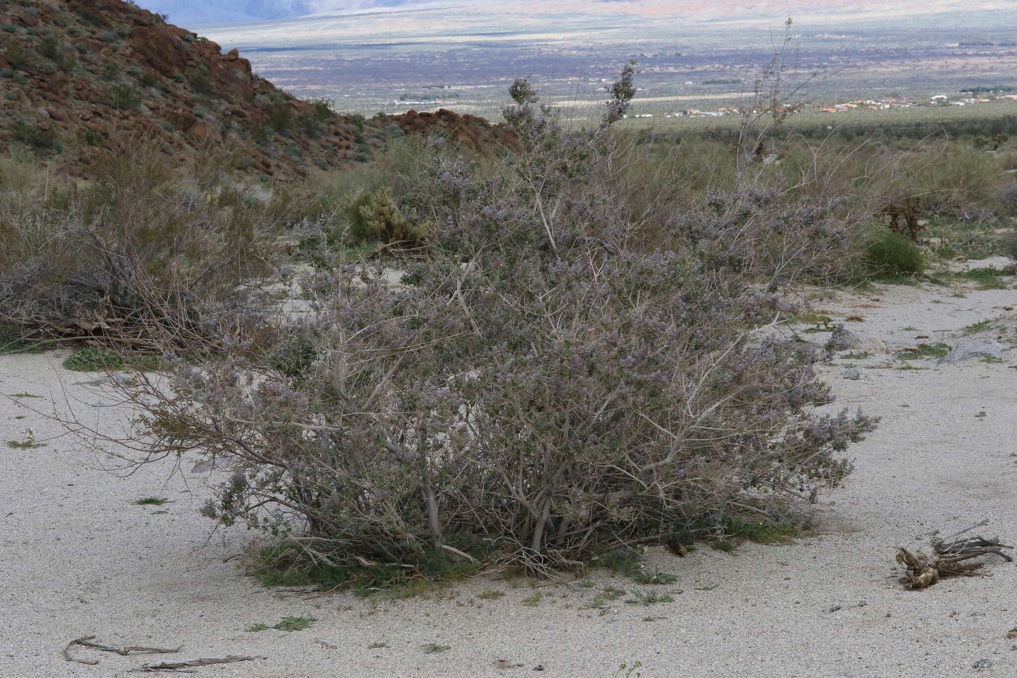 Image of desert lavender