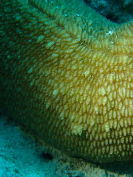 Image of Slipper coral