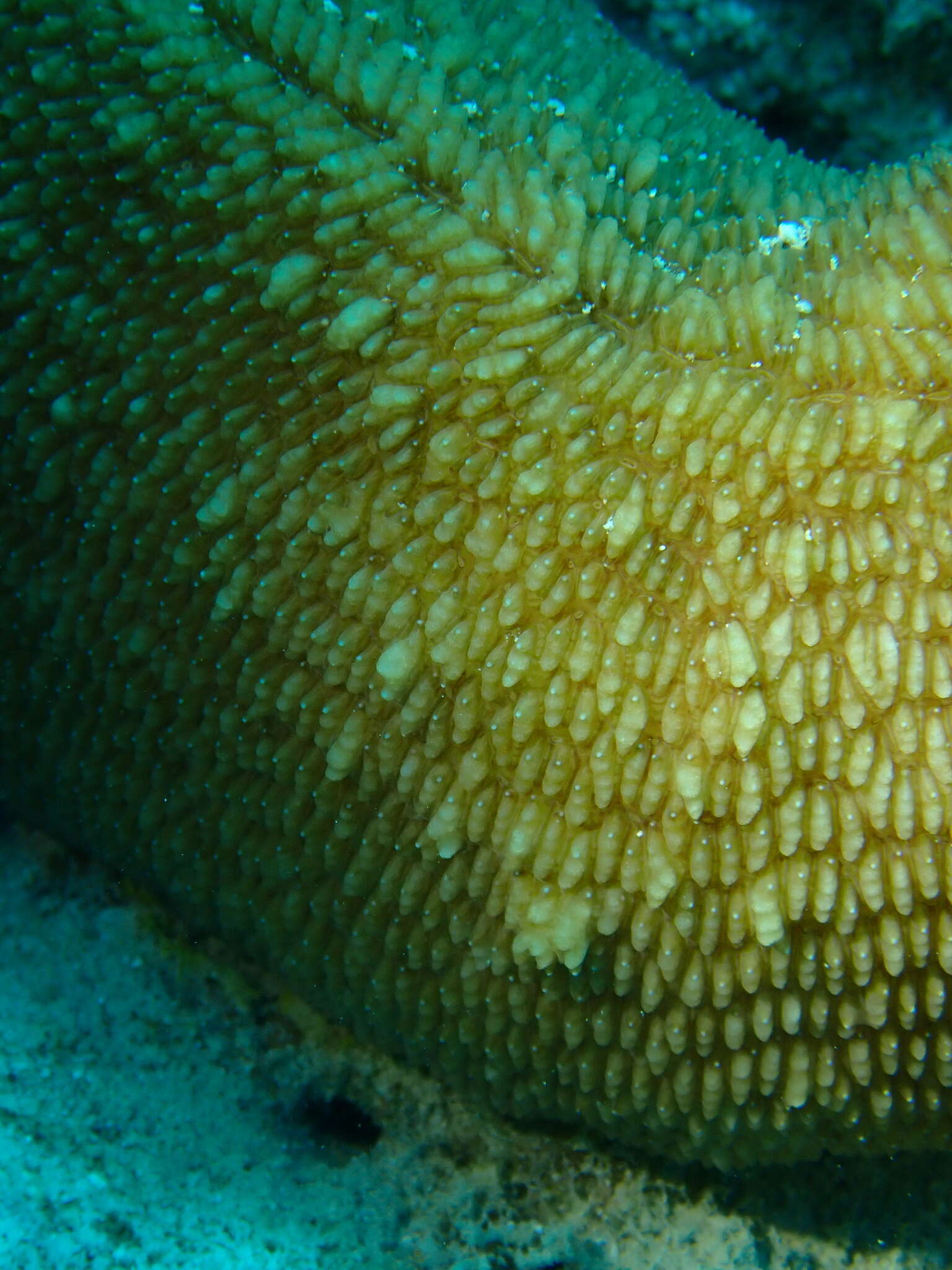 Image of Slipper coral