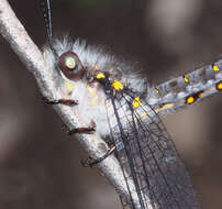 Image of Pilacmonotus sabulosus (Walker 1853)