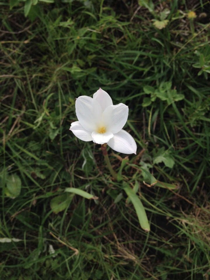 Image of prairie lily