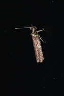 Imagem de Agonopterix lythrella Walsingham 1889