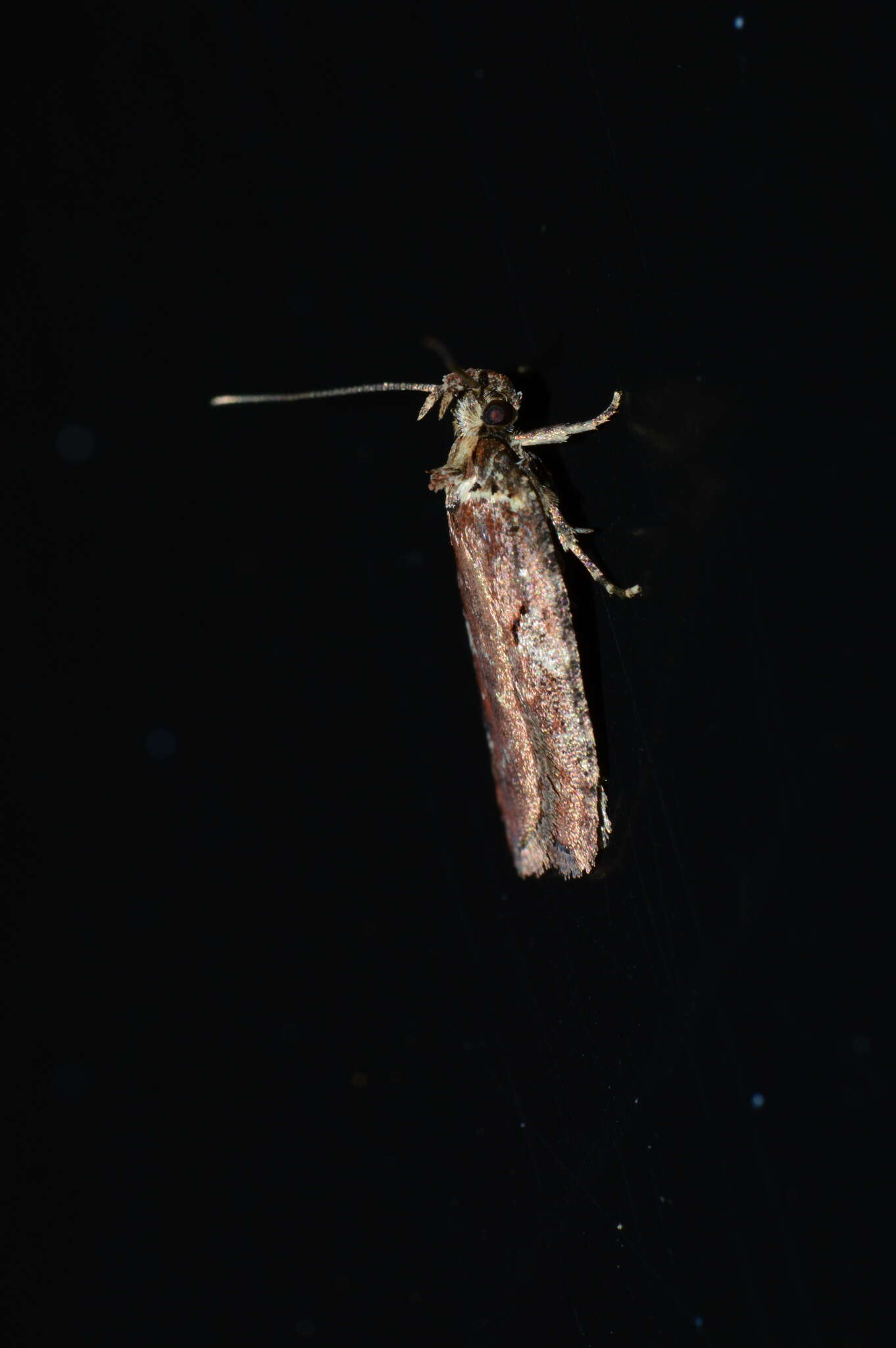 Image of Agonopterix lythrella Walsingham 1889