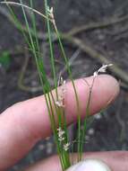 Image of prickly bog sedge